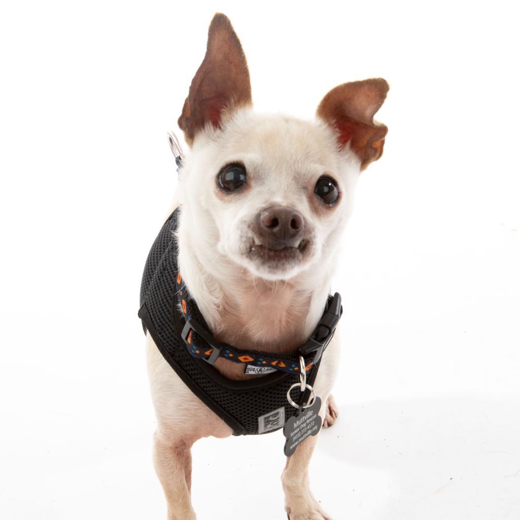 The General 9580, Adoptable, Senior Male Chihuahua.