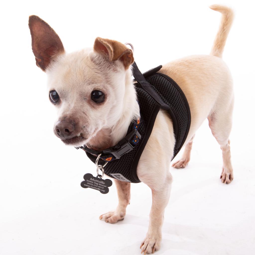 Enlarge The General 9580, a Adoptable Chihuahua in San Francisco, CA image 2/6
