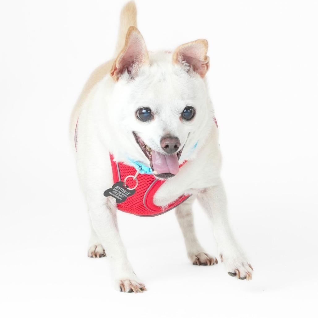 Enlarge The General 9580, a Adoptable Chihuahua in San Francisco, CA image 3/6