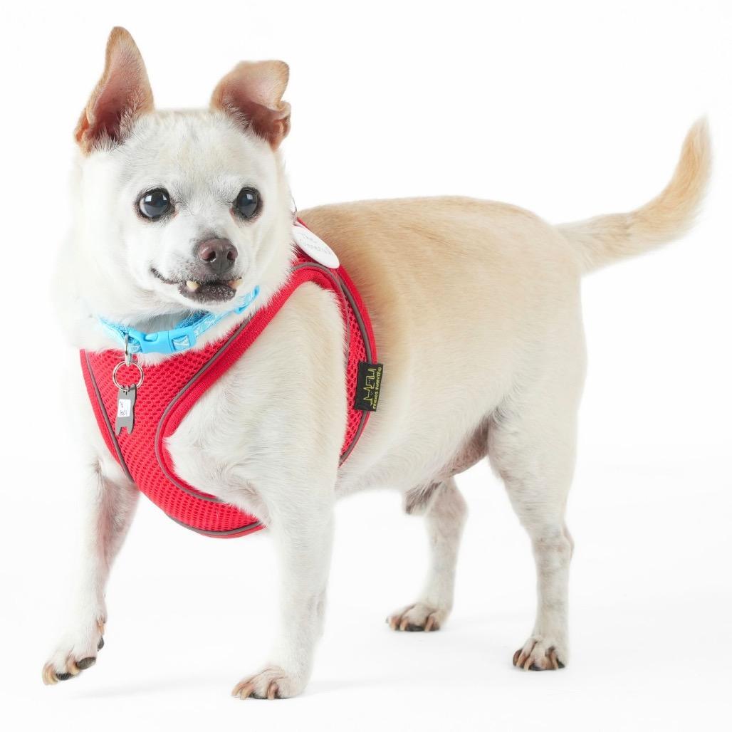 Enlarge The General 9580, a Adoptable Chihuahua in San Francisco, CA image 4/6