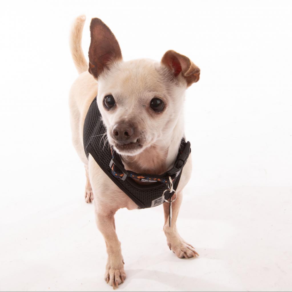 Enlarge The General 9580, a Adoptable Chihuahua in San Francisco, CA image 5/6