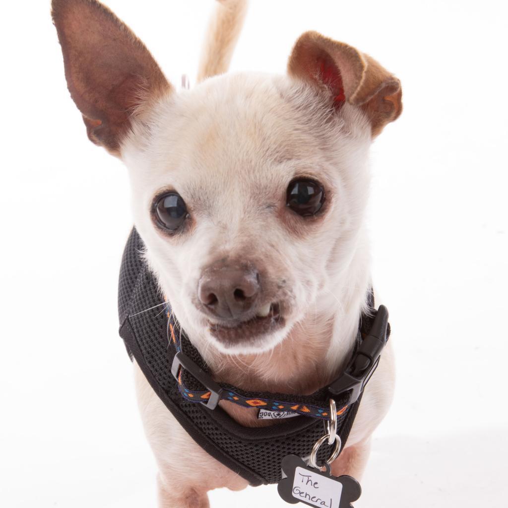 Enlarge The General 9580, a Adoptable Chihuahua in San Francisco, CA image 6/6