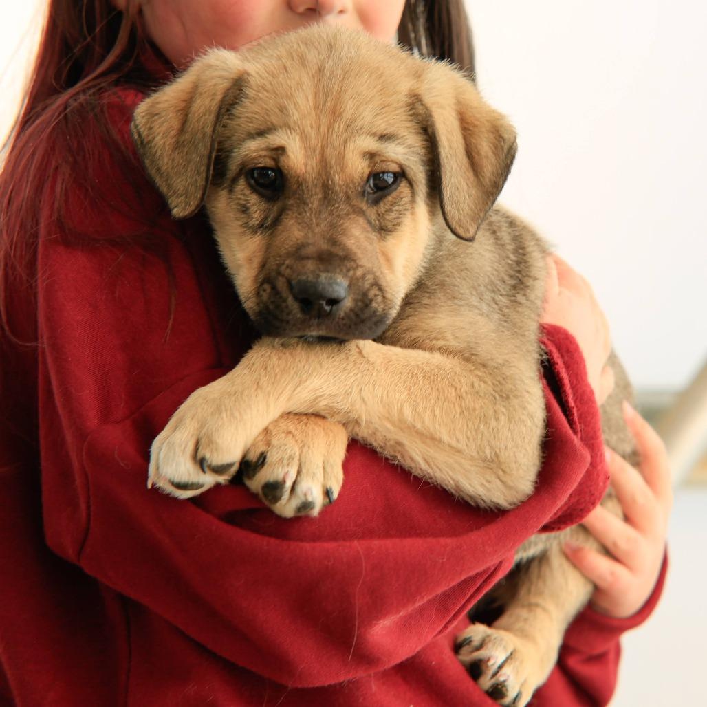 Enlarge Hudson, a Adoptable Pit Bull Terrier in Taos, NM image 1/1