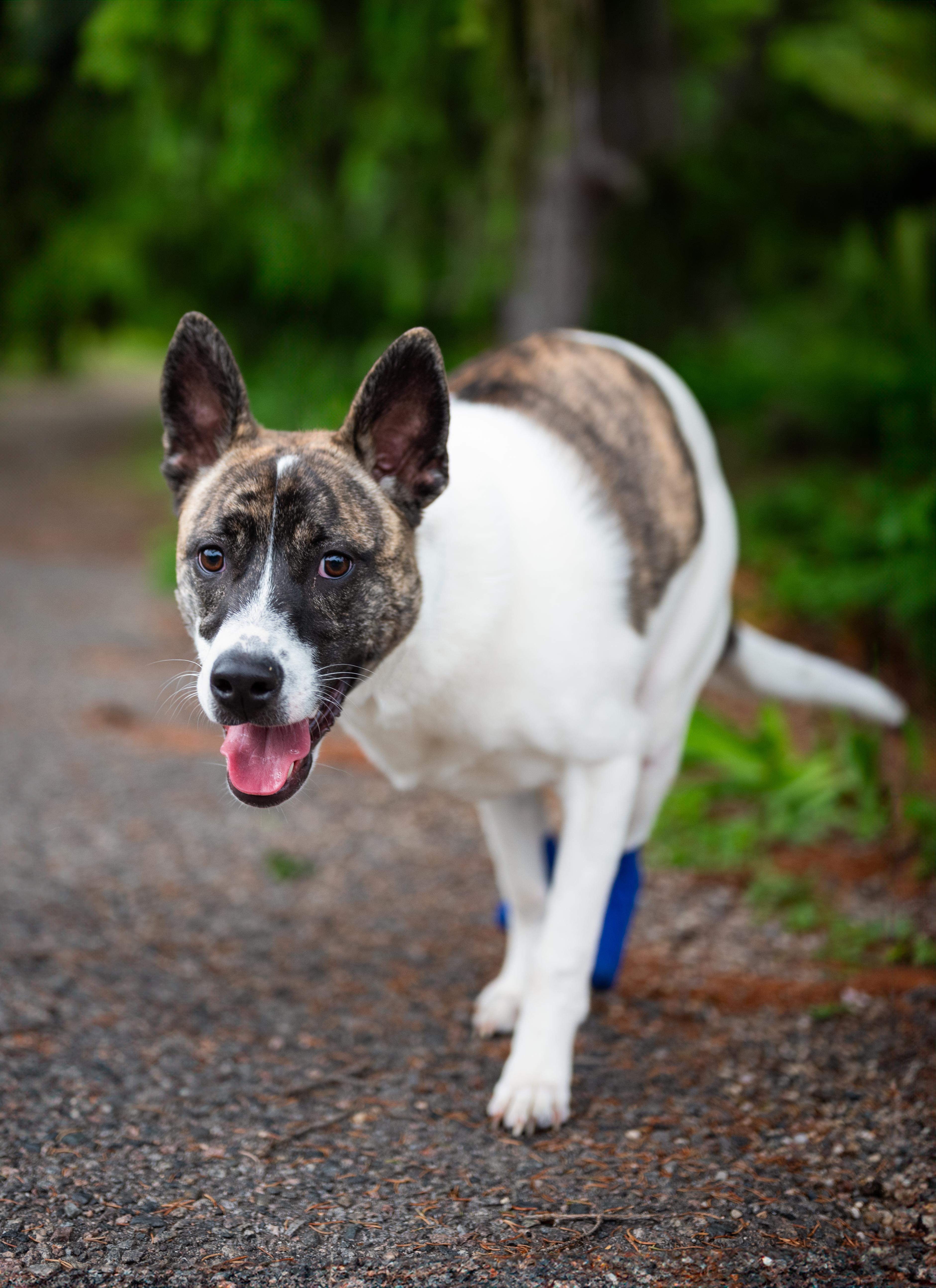 Nubs, a Adoptable mixed breed in Minneapolis, MN image 1/6