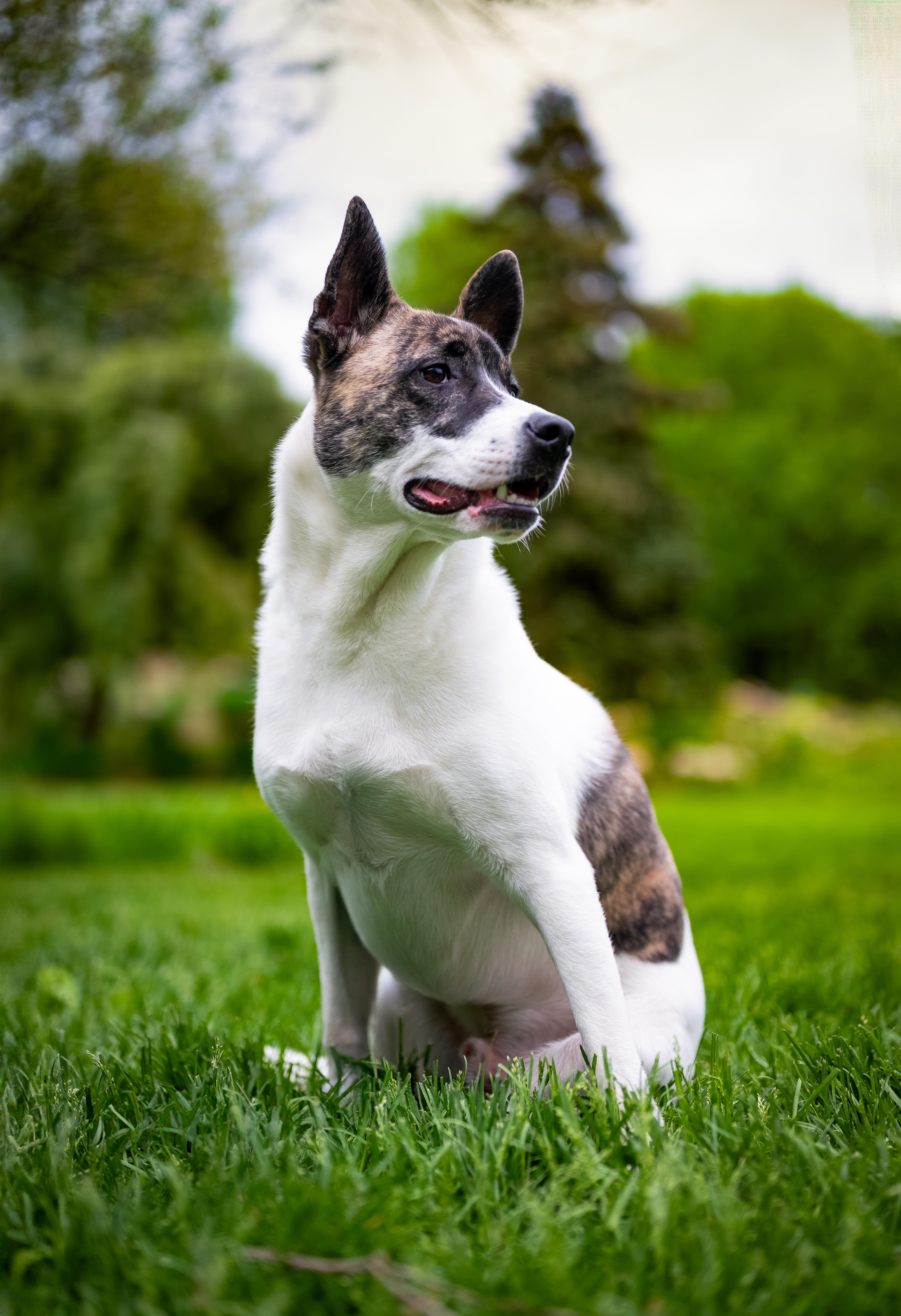 Nubs, a Adoptable mixed breed in Minneapolis, MN image 2/6