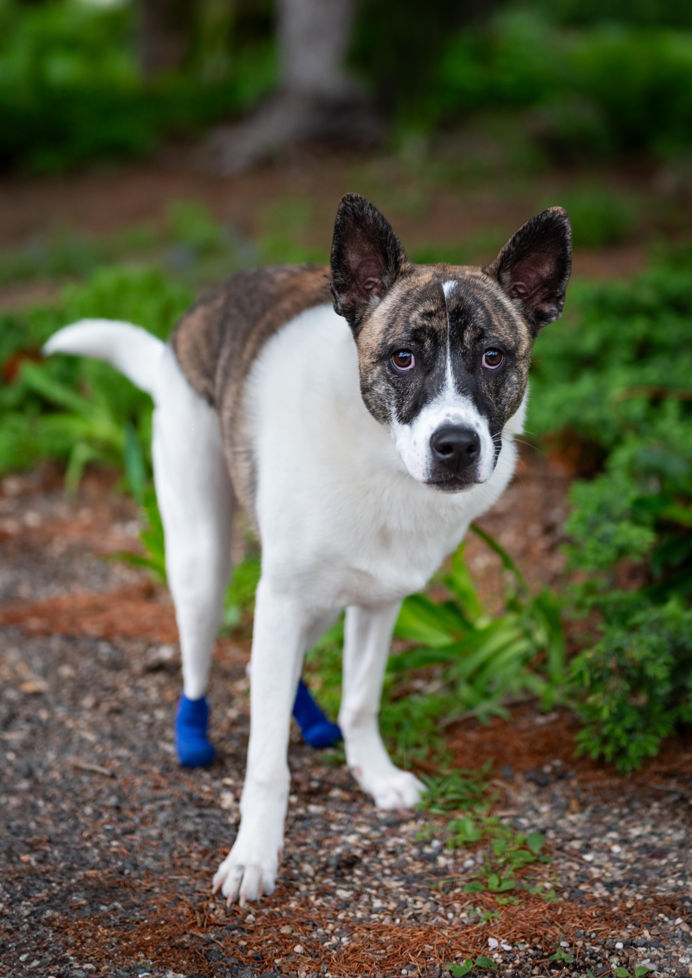 Nubs, a Adoptable mixed breed in Minneapolis, MN image 3/6