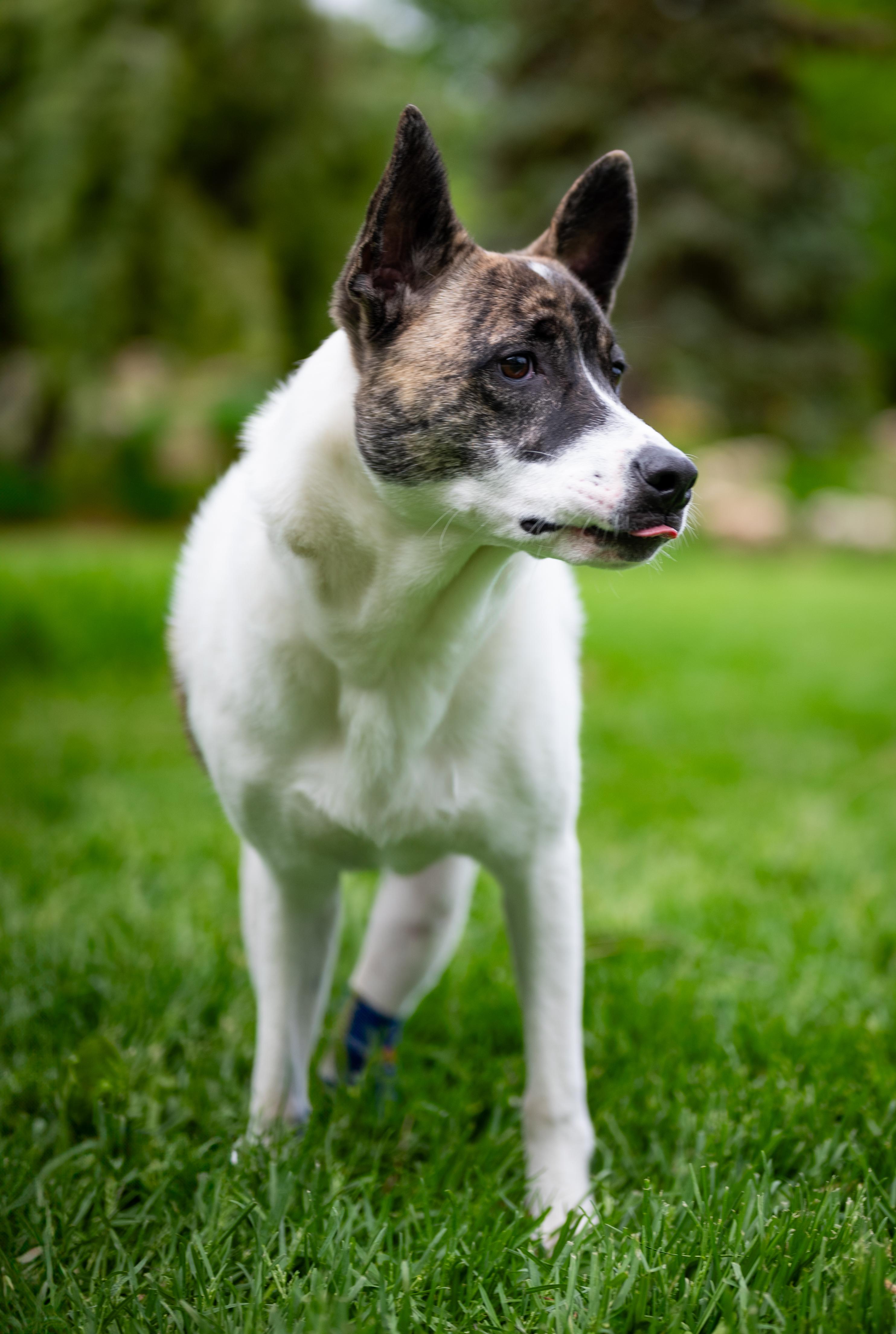 Nubs, a Adoptable mixed breed in Minneapolis, MN image 4/6