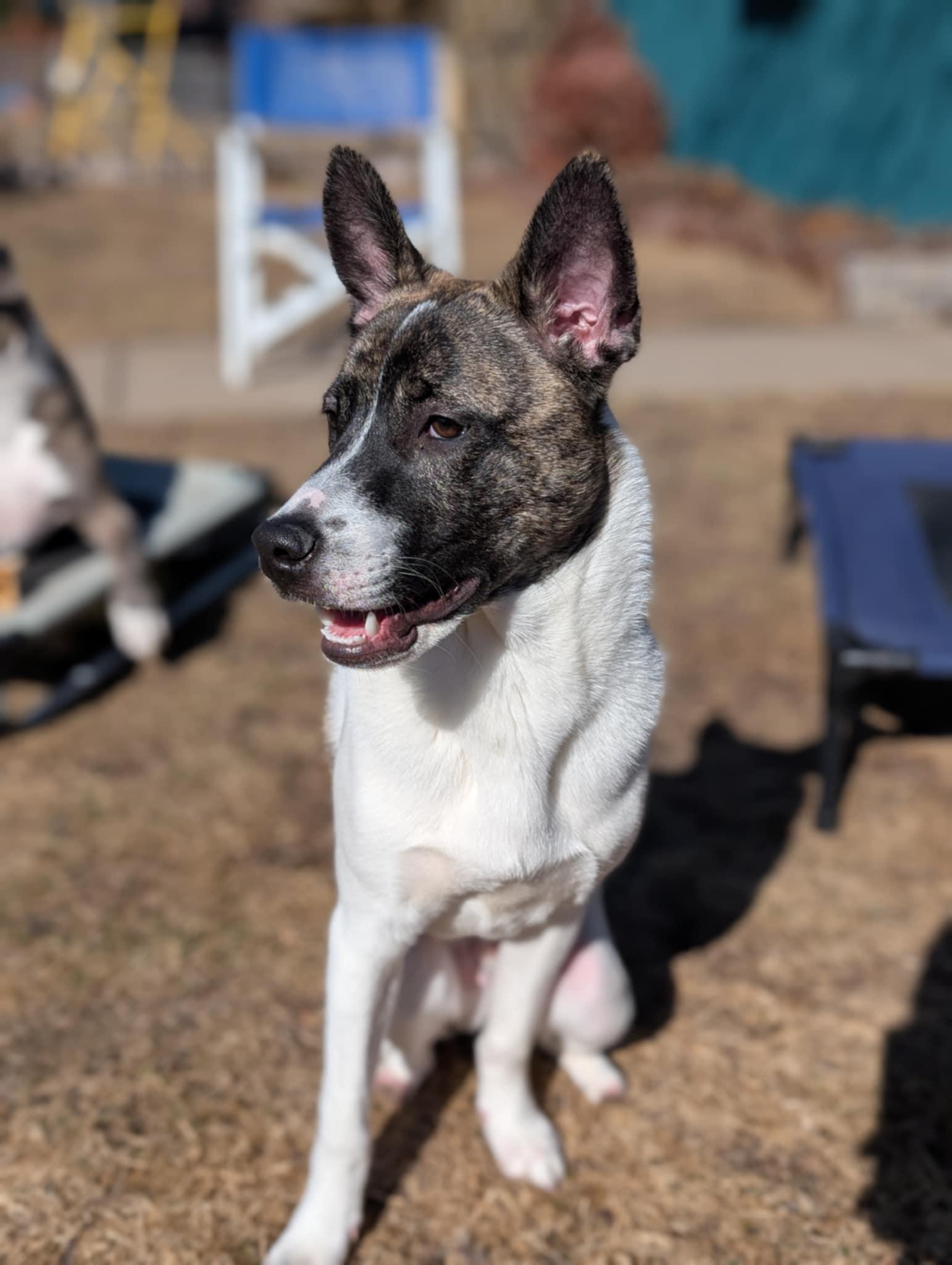 Nubs, a Adoptable mixed breed in Minneapolis, MN image 6/6