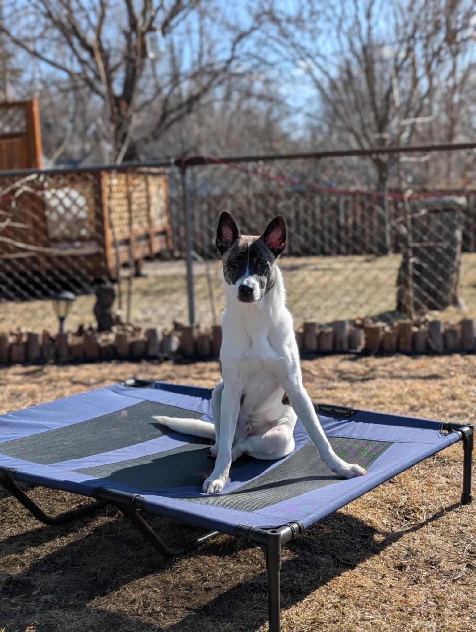 Nubs, a Adoptable mixed breed in Minneapolis, MN image 5/6