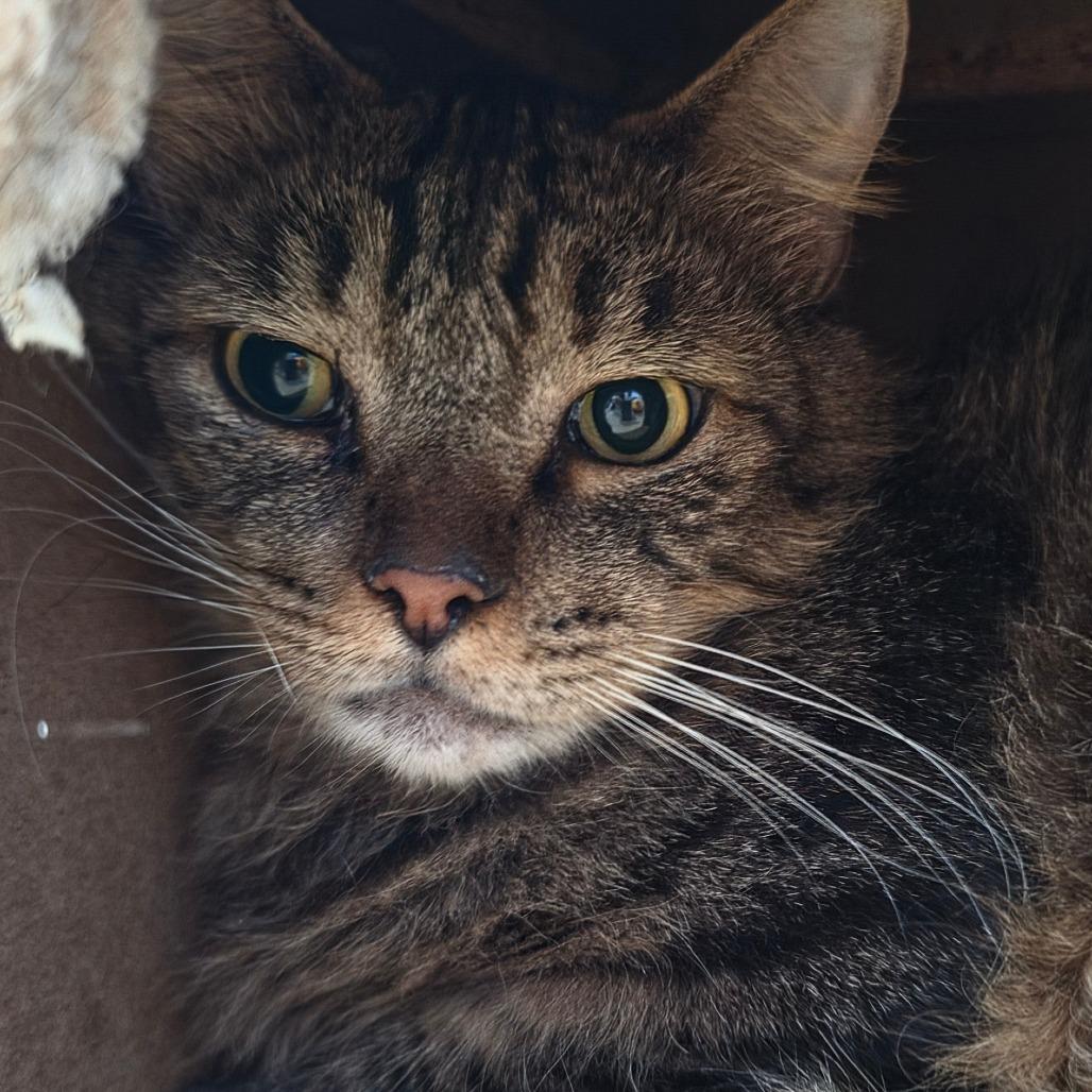 Dakota - Costa Mesa Location, Adoptable, Adult Male Domestic Medium Hair.