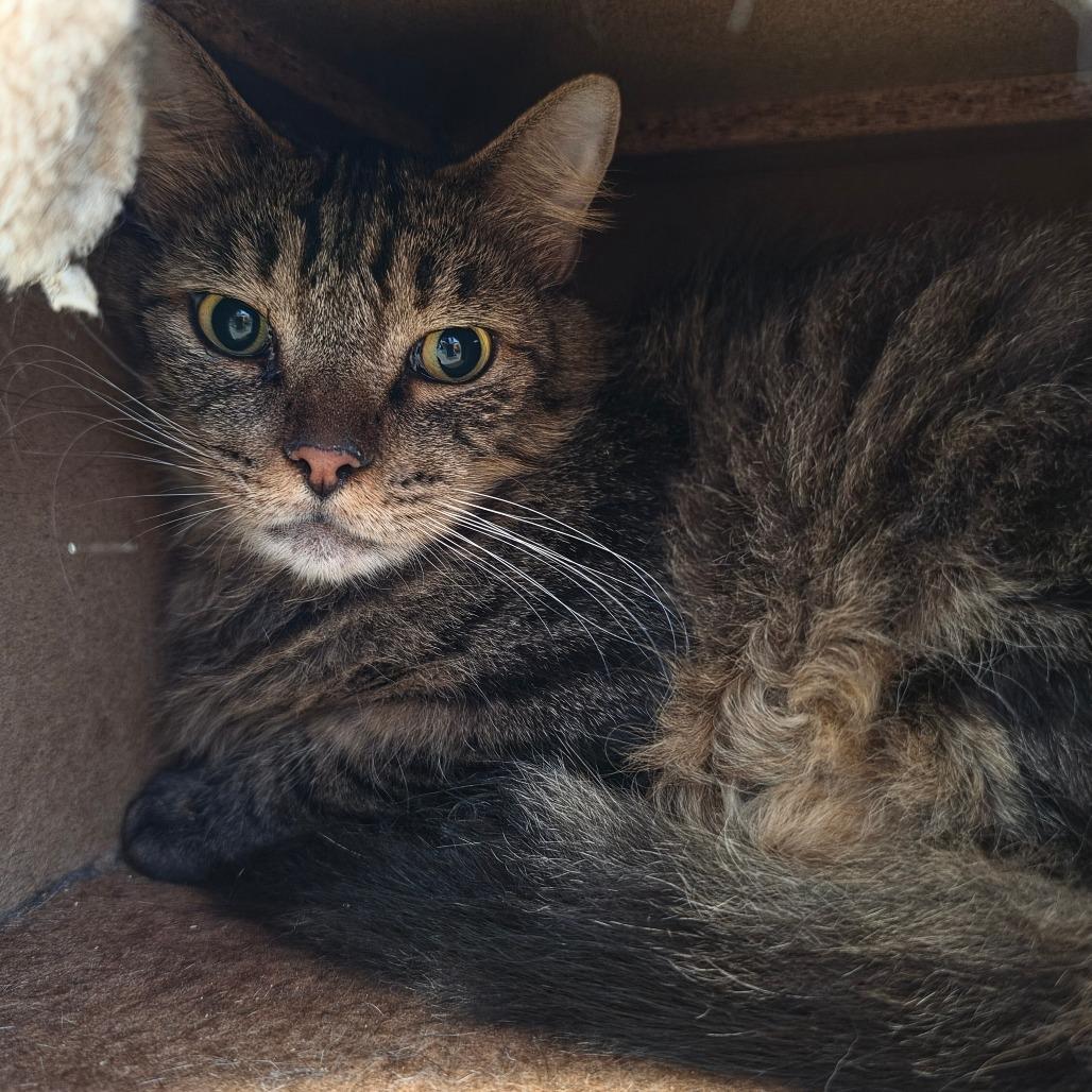 Enlarge Dakota - Costa Mesa Location, a Adoptable Domestic Medium Hair in Chino Hills, CA image 2/6