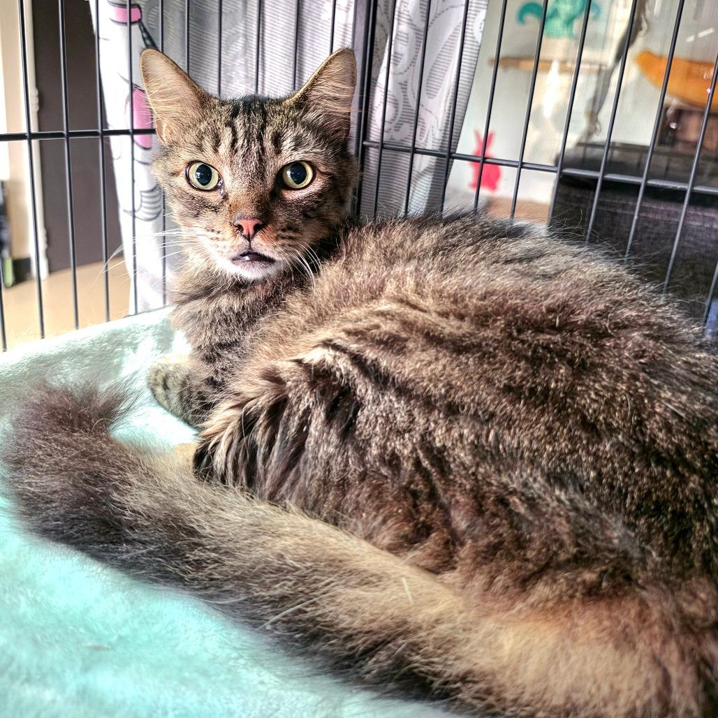 Enlarge Dakota - Costa Mesa Location, a Adoptable Domestic Medium Hair in Chino Hills, CA image 3/6