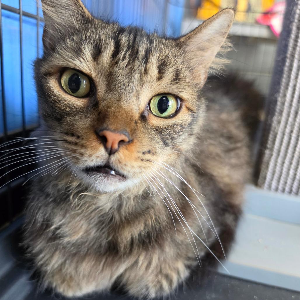 Enlarge Dakota - Costa Mesa Location, a Adoptable Domestic Medium Hair in Chino Hills, CA image 4/6