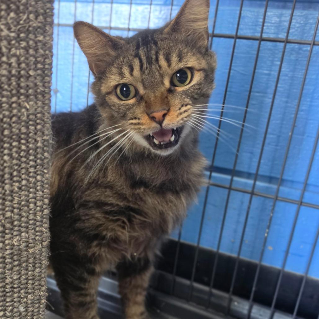 Enlarge Dakota - Costa Mesa Location, a Adoptable Domestic Medium Hair in Chino Hills, CA image 5/6