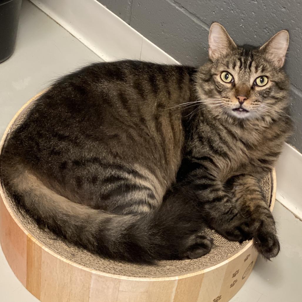 Enlarge Dakota - Costa Mesa Location, a Adoptable Domestic Medium Hair in Chino Hills, CA image 6/6