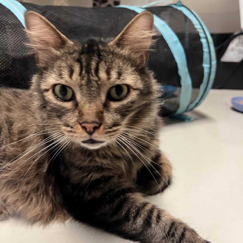 Enlarge Dakota - Costa Mesa Location, a Adoptable Domestic Medium Hair in Chino Hills, CA image 6/6