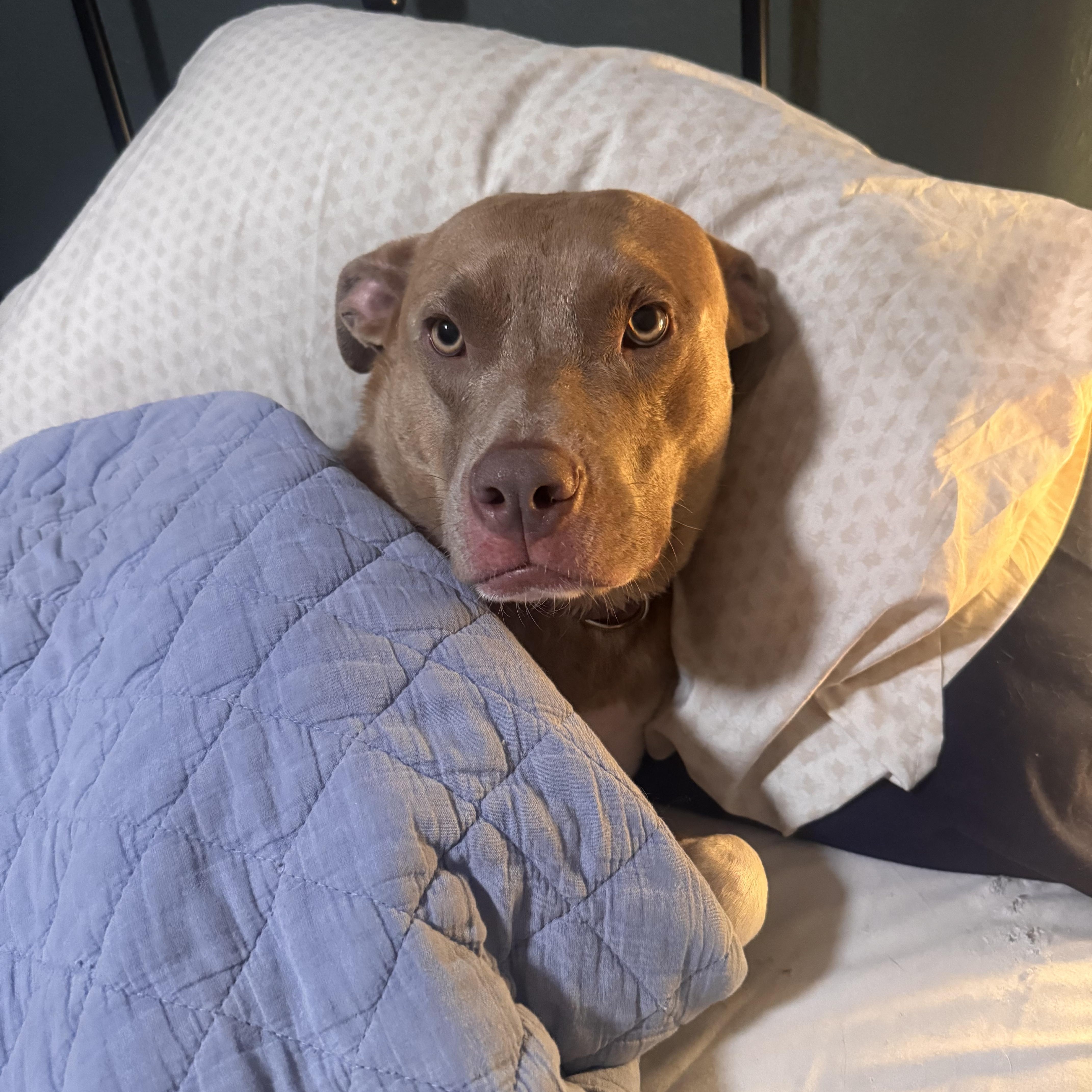 Kovu photo 1