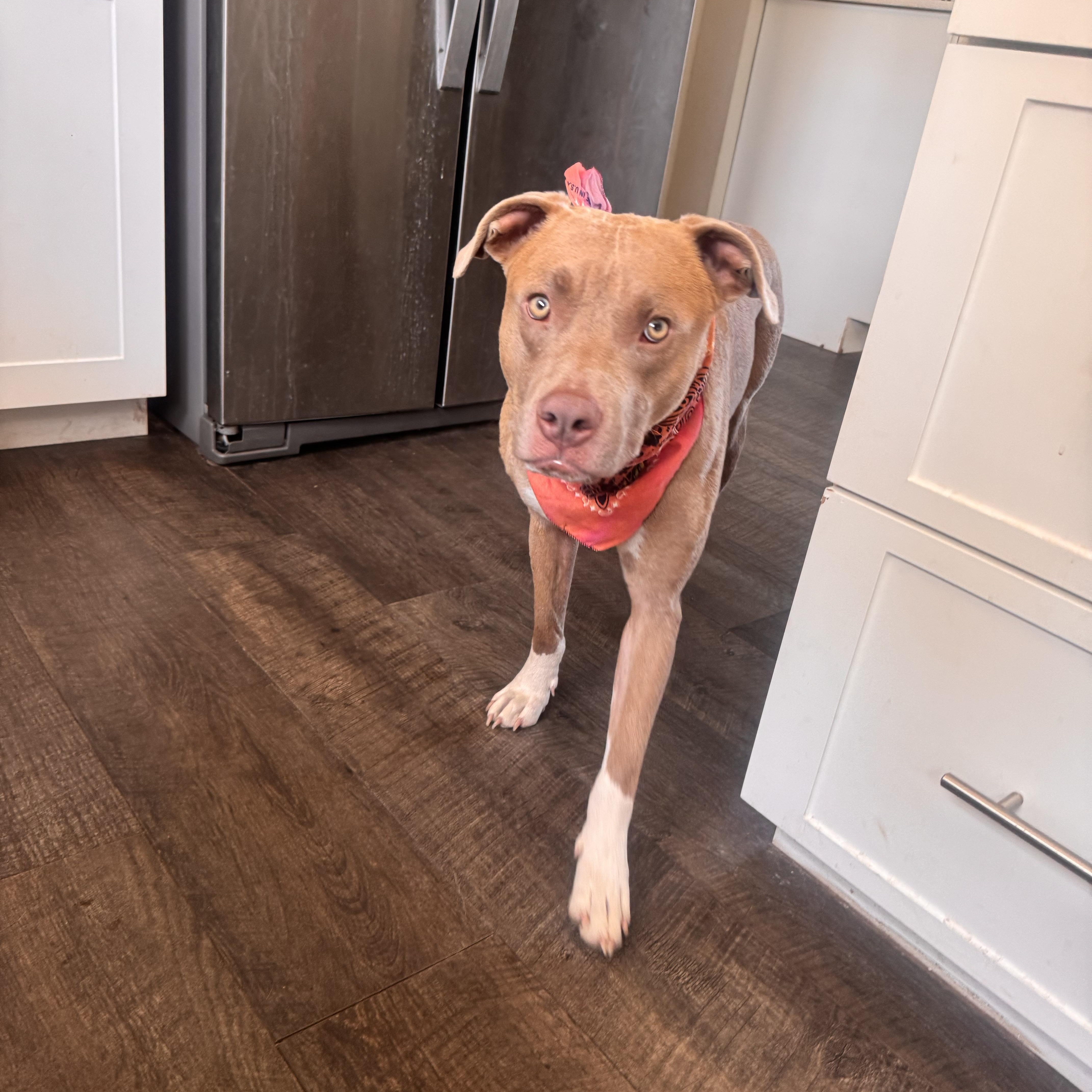 Kovu photo 3