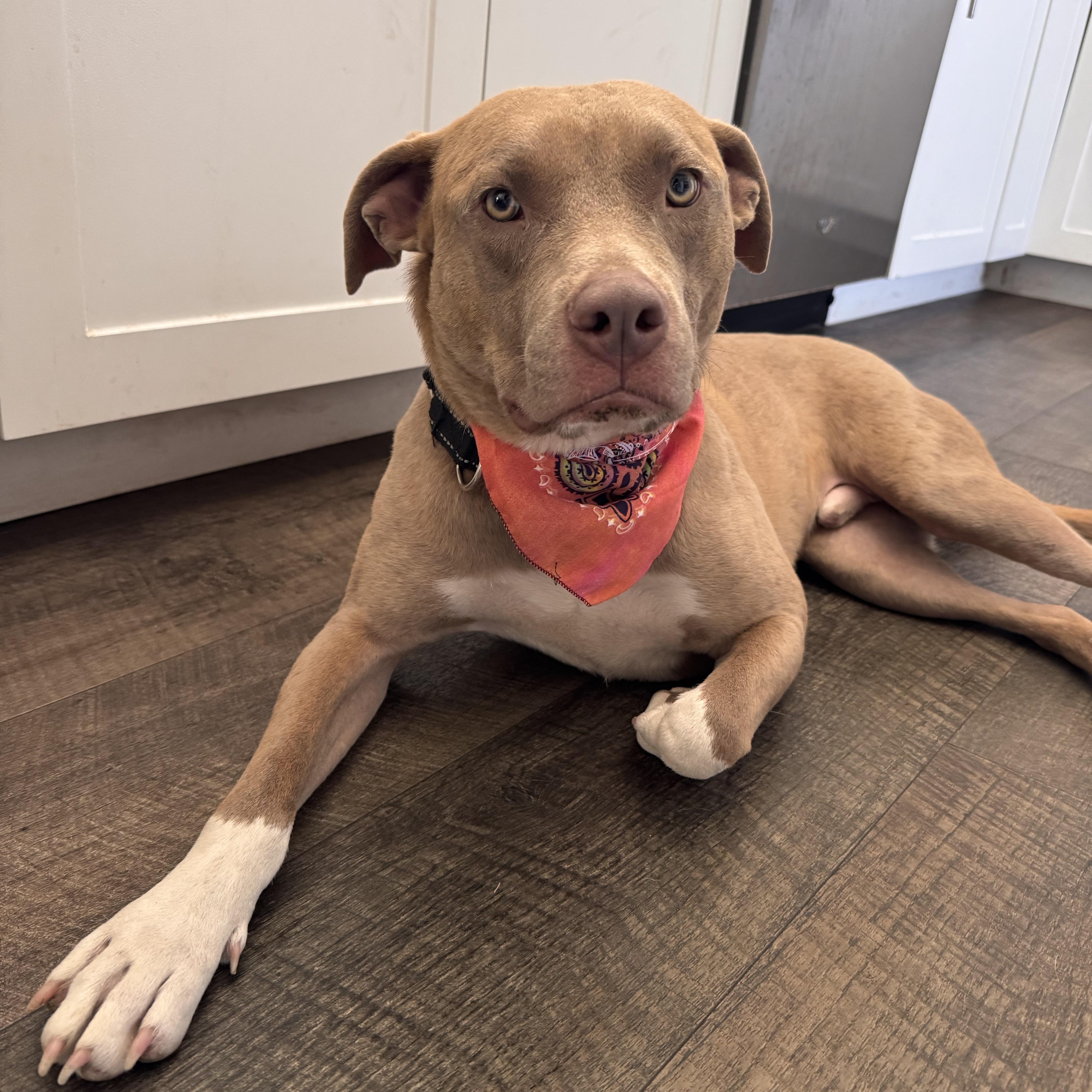 Kovu photo 2