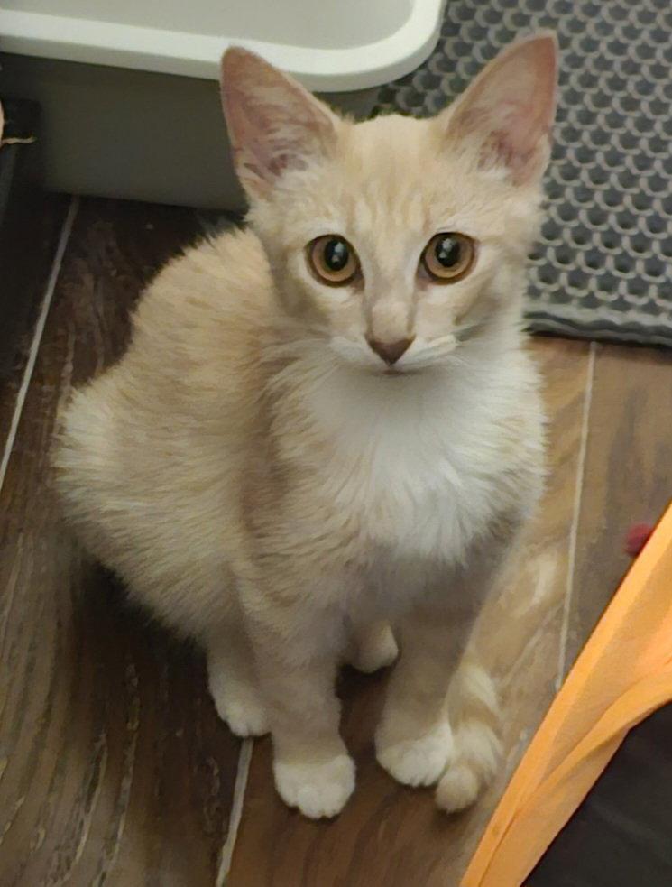 Sorrento 1.15.26, Adoptable, Young Male Domestic Short Hair.
