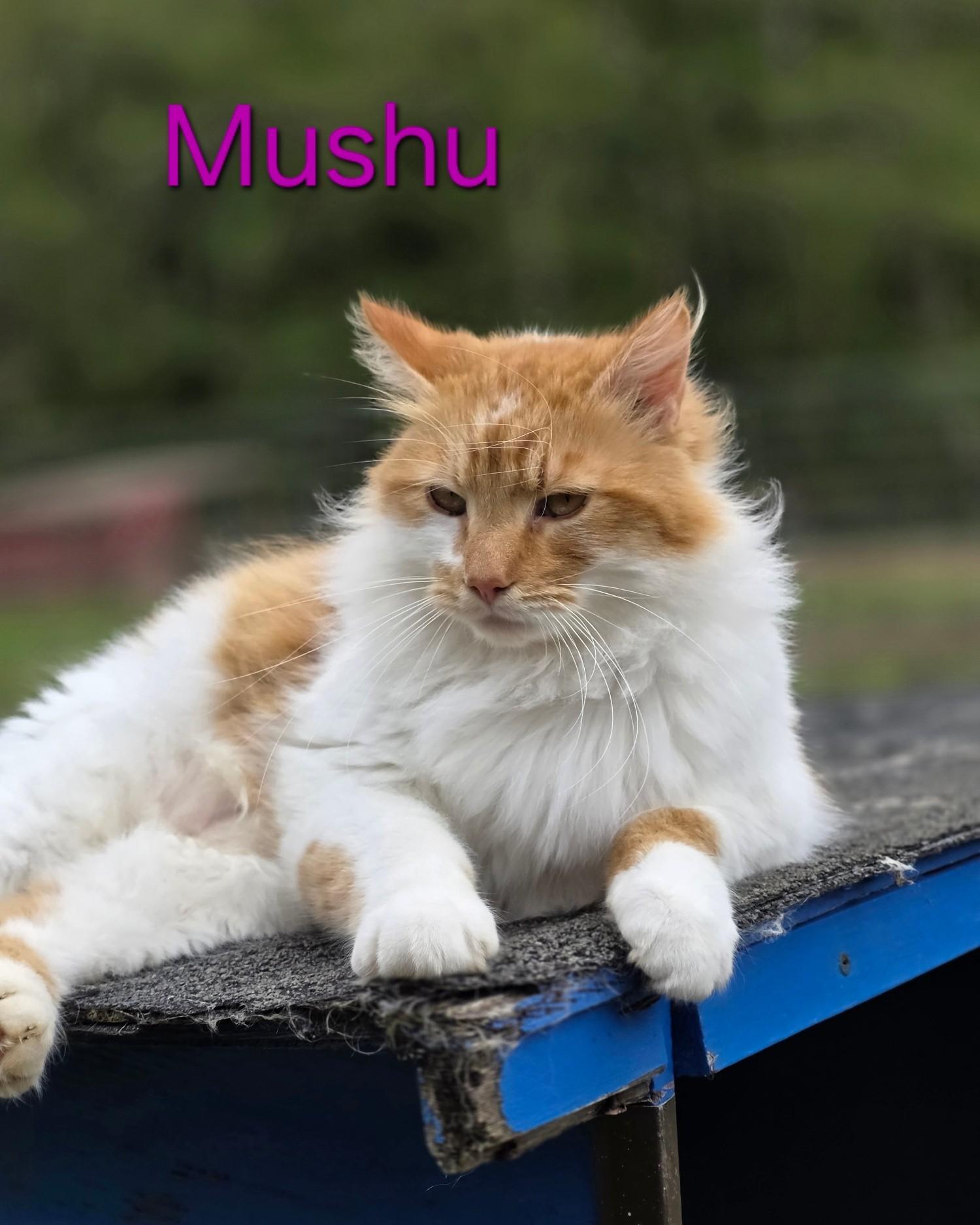 Enlarge Mushu, a ADOPTABLE mixed breed in Oakville, WA image 5/5