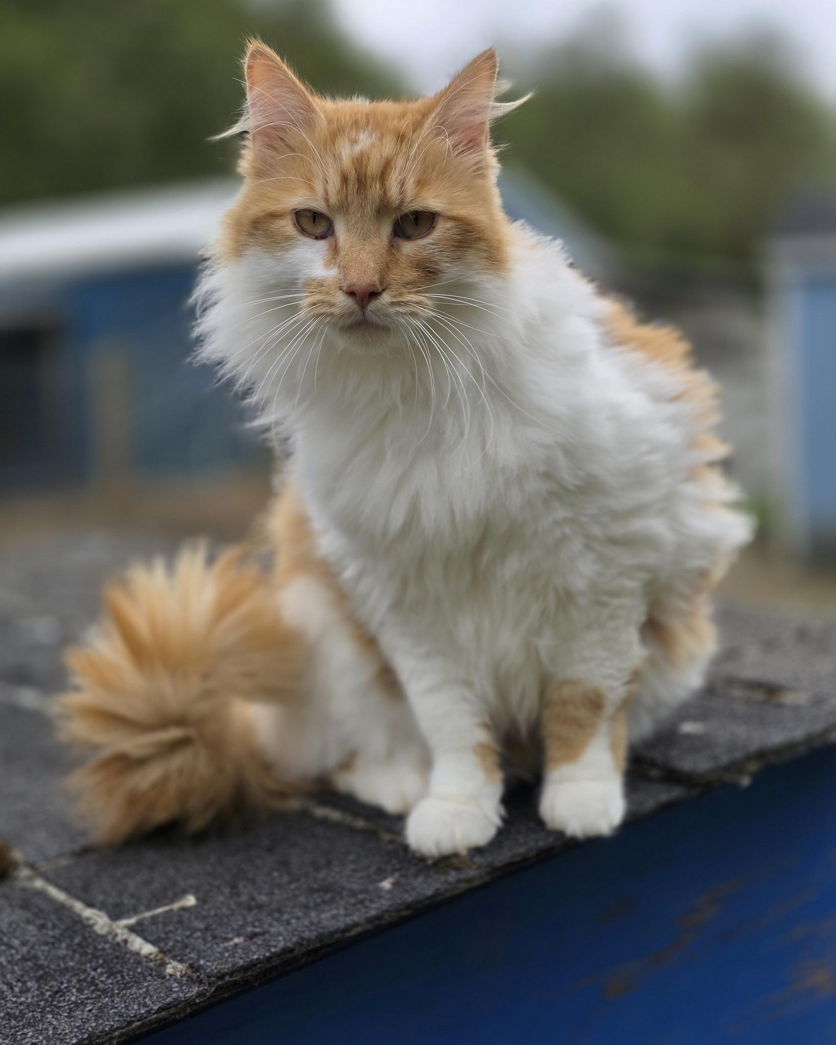 Enlarge Mushu, a ADOPTABLE mixed breed in Oakville, WA image 1/5