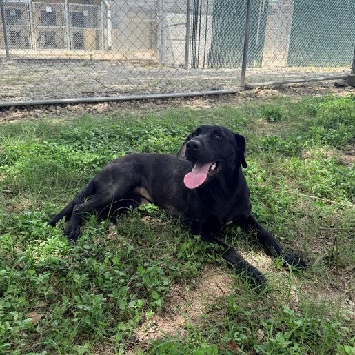 Voodoo Doll, Adoptable, Young Female Black Labrador Retriever & Mixed Breed.