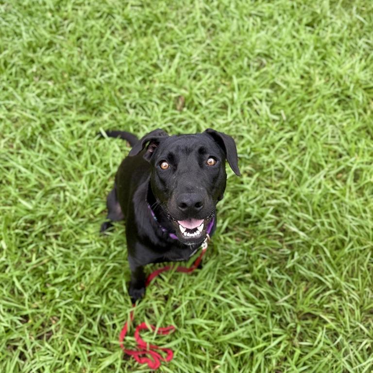 Voodoo Doll, Adoptable, Young Female Black Labrador Retriever & Mixed Breed.