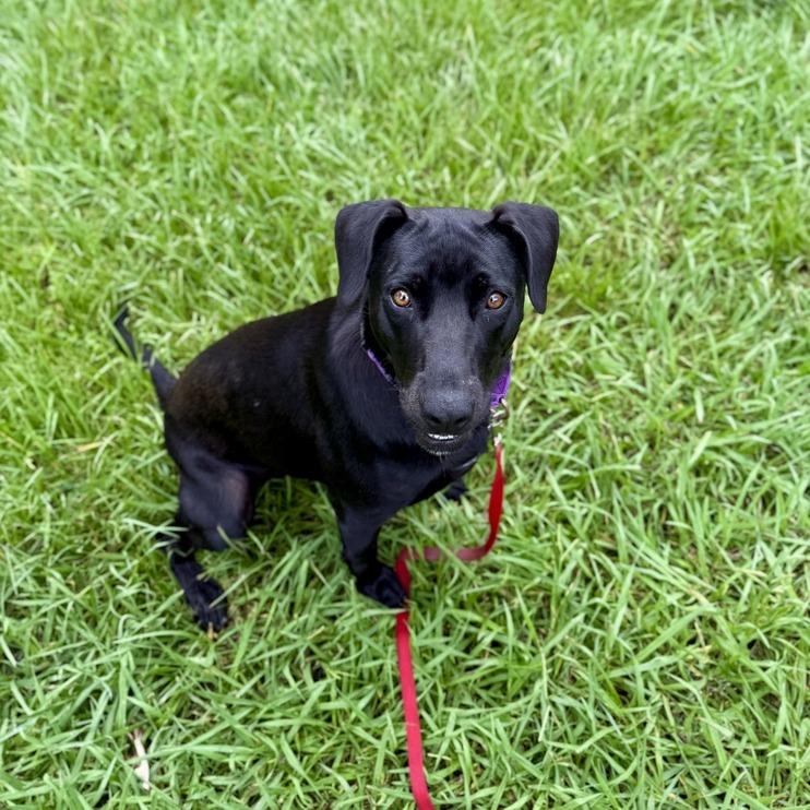 Voodoo Doll, a Adoptable mixed breed in Carencro, LA image 2/5