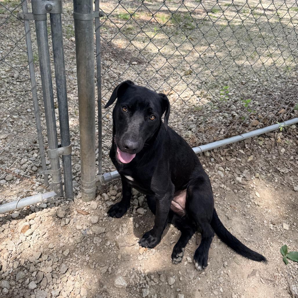 Enlarge Voodoo Doll, a Adoptable mixed breed in Carencro, LA image 2/3