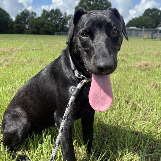 Voodoo Doll, a Adoptable mixed breed in Carencro, LA image 3/5