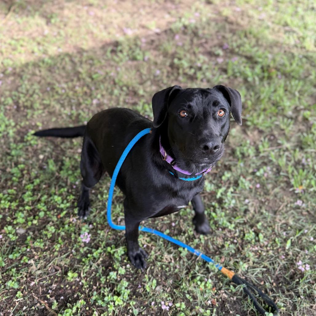 Voodoo Doll, a Adoptable mixed breed in Carencro, LA image 4/6