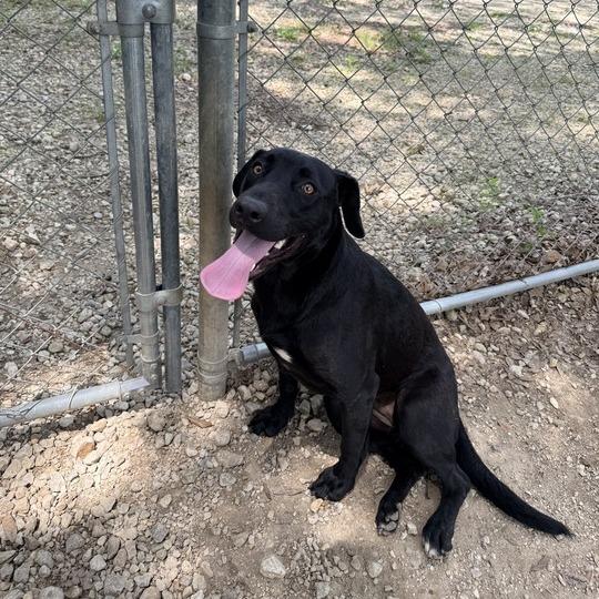 Enlarge Voodoo Doll, a Adoptable mixed breed in Carencro, LA image 3/3