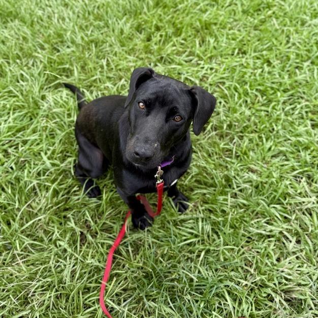 Voodoo Doll, a Adoptable mixed breed in Carencro, LA image 4/5