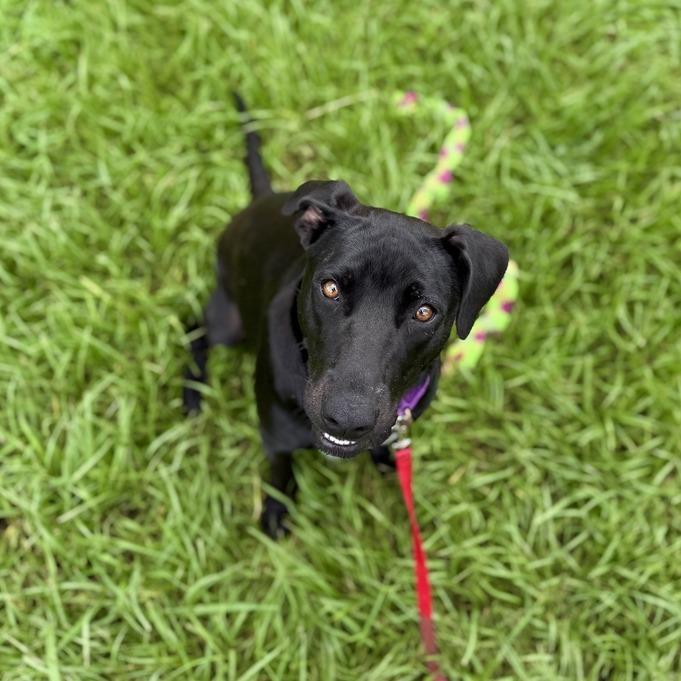 Voodoo Doll, a Adoptable mixed breed in Carencro, LA image 5/5