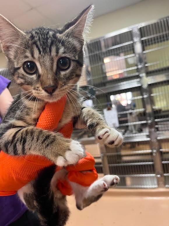 Gregory, Adoptable, Young Male Domestic Short Hair.