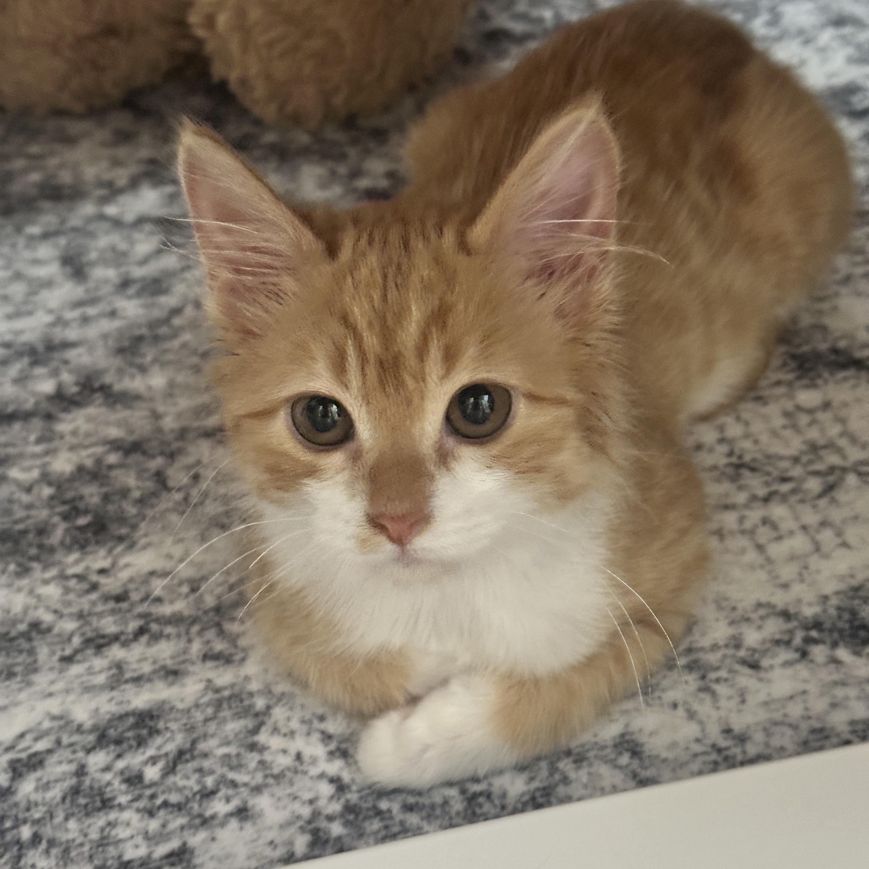 Sunny, adopted, Kitten Female Domestic Short Hair.