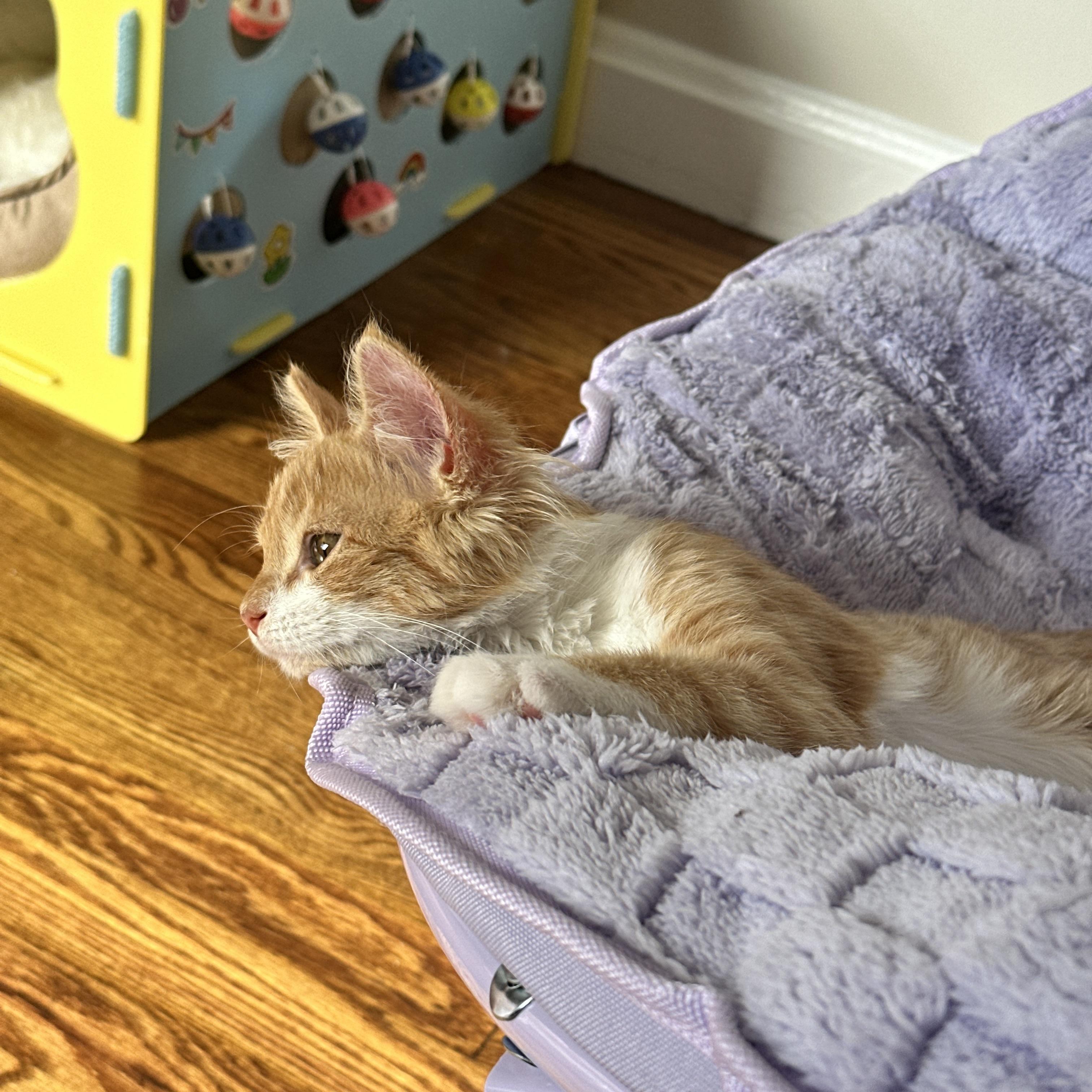 Enlarge Sunny, an adopted Domestic Short Hair in Mauldin, SC image 2/6