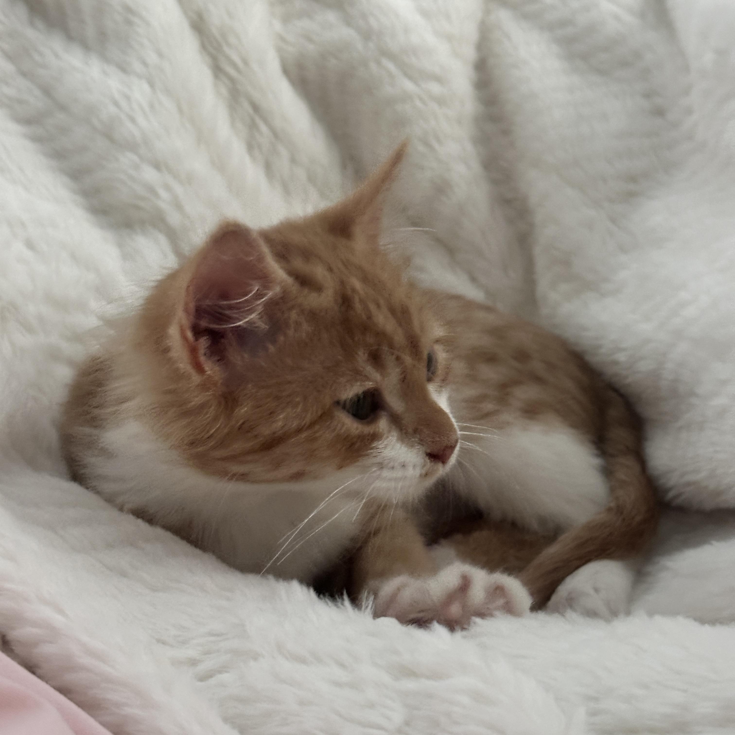 Enlarge Sunny, an adopted Domestic Short Hair in Mauldin, SC image 3/6