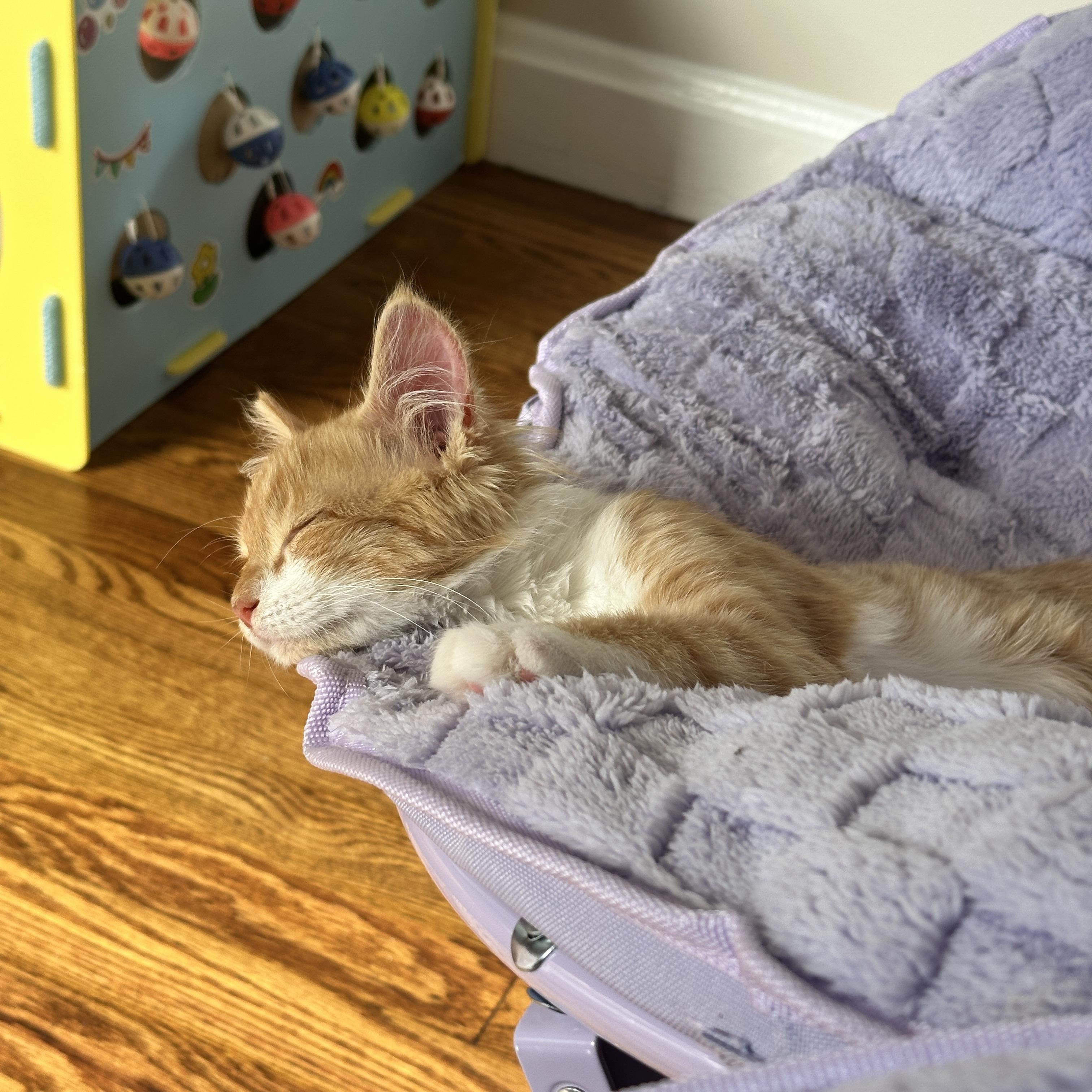 Enlarge Sunny, an adopted Domestic Short Hair in Mauldin, SC image 4/6