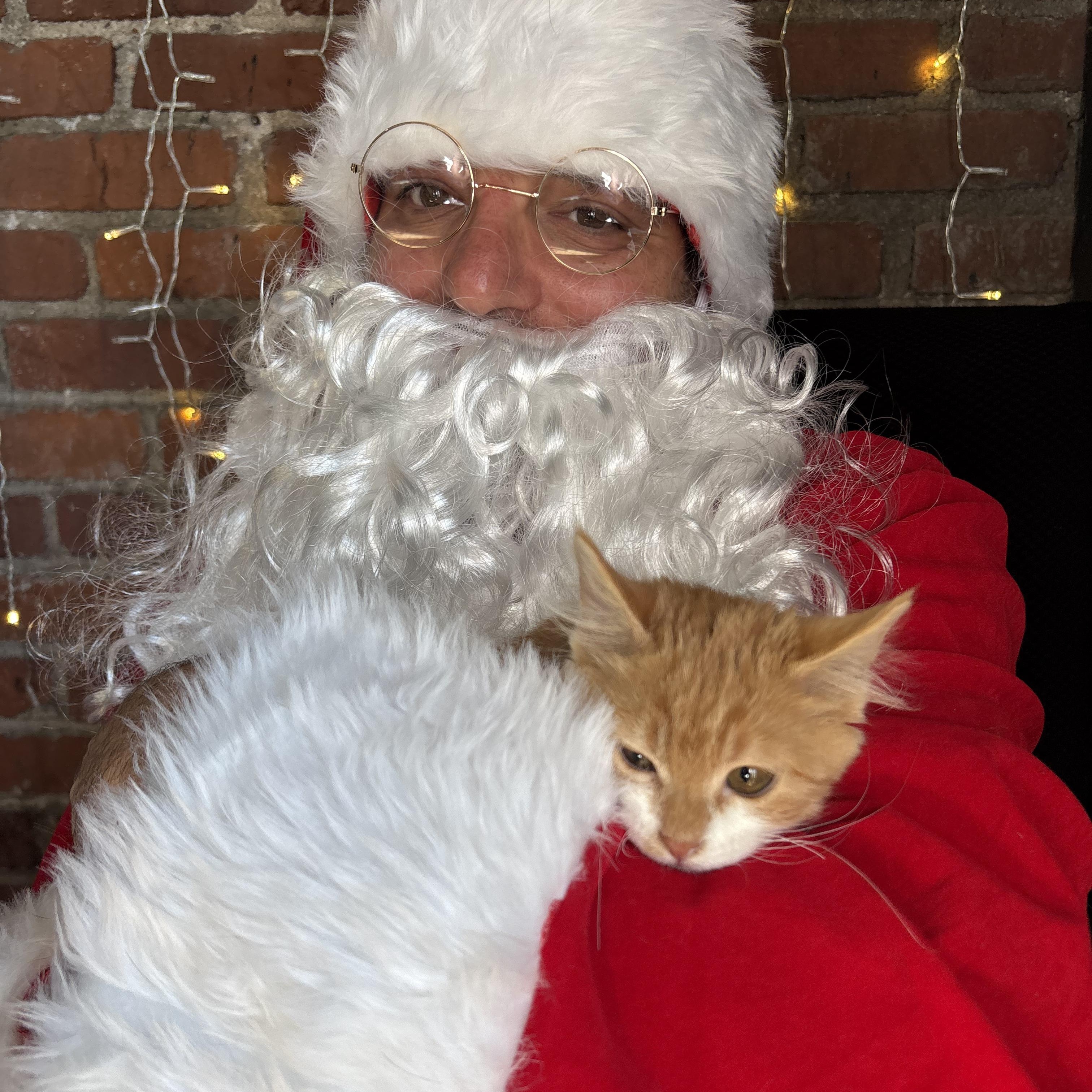 Enlarge Sunny, an adopted Domestic Short Hair in Mauldin, SC image 5/6