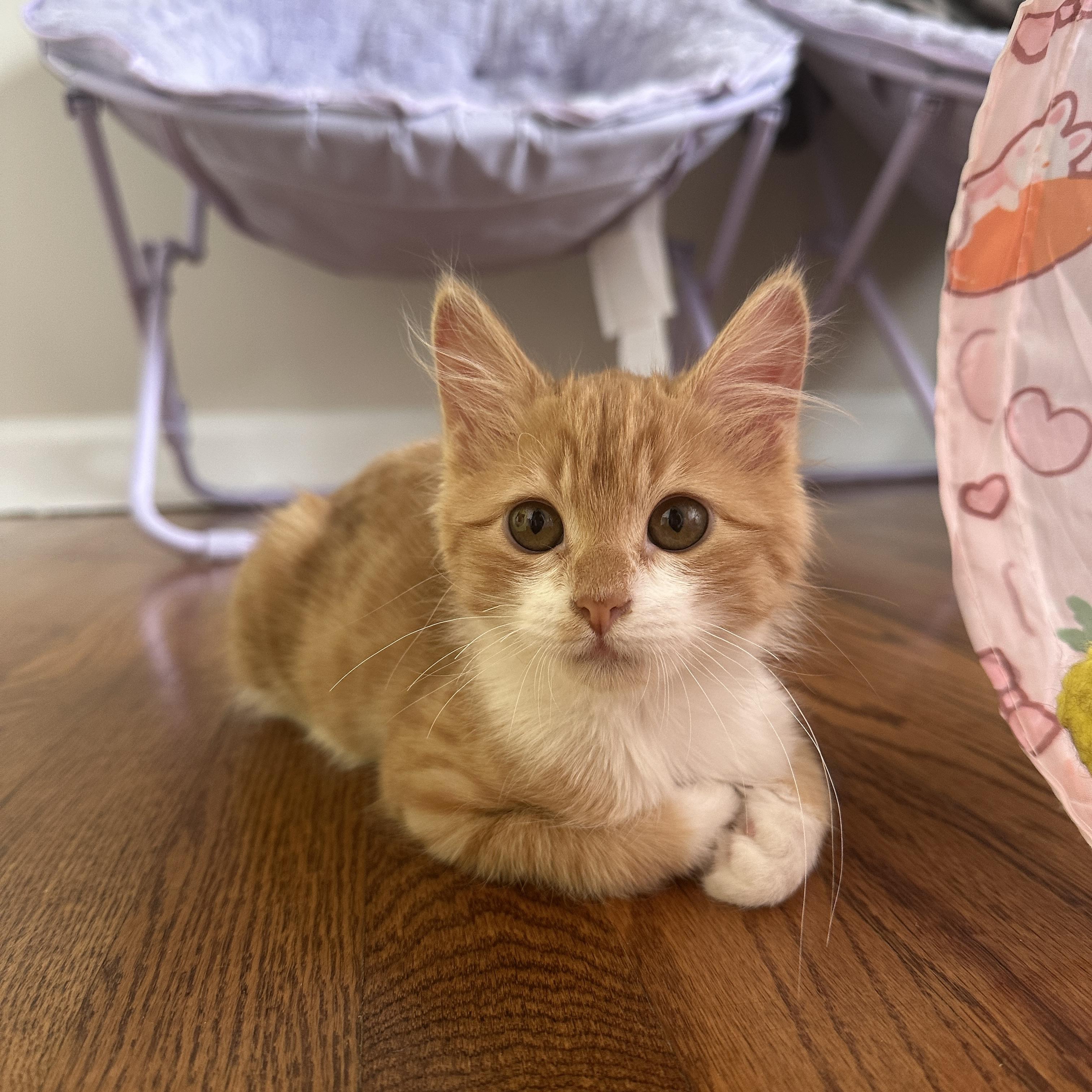 Enlarge Sunny, an adopted Domestic Short Hair in Mauldin, SC image 6/6