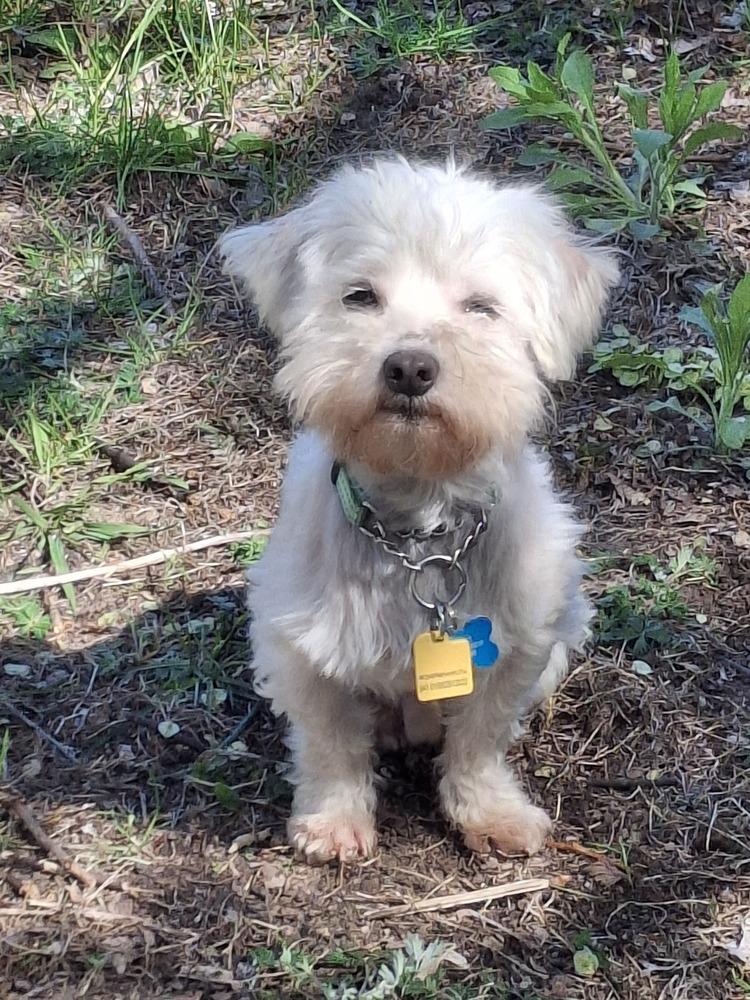 Anthony *multiple applications, Adoptable, Adult Male Maltese.