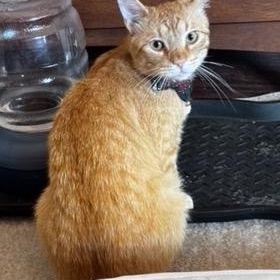 Fergus