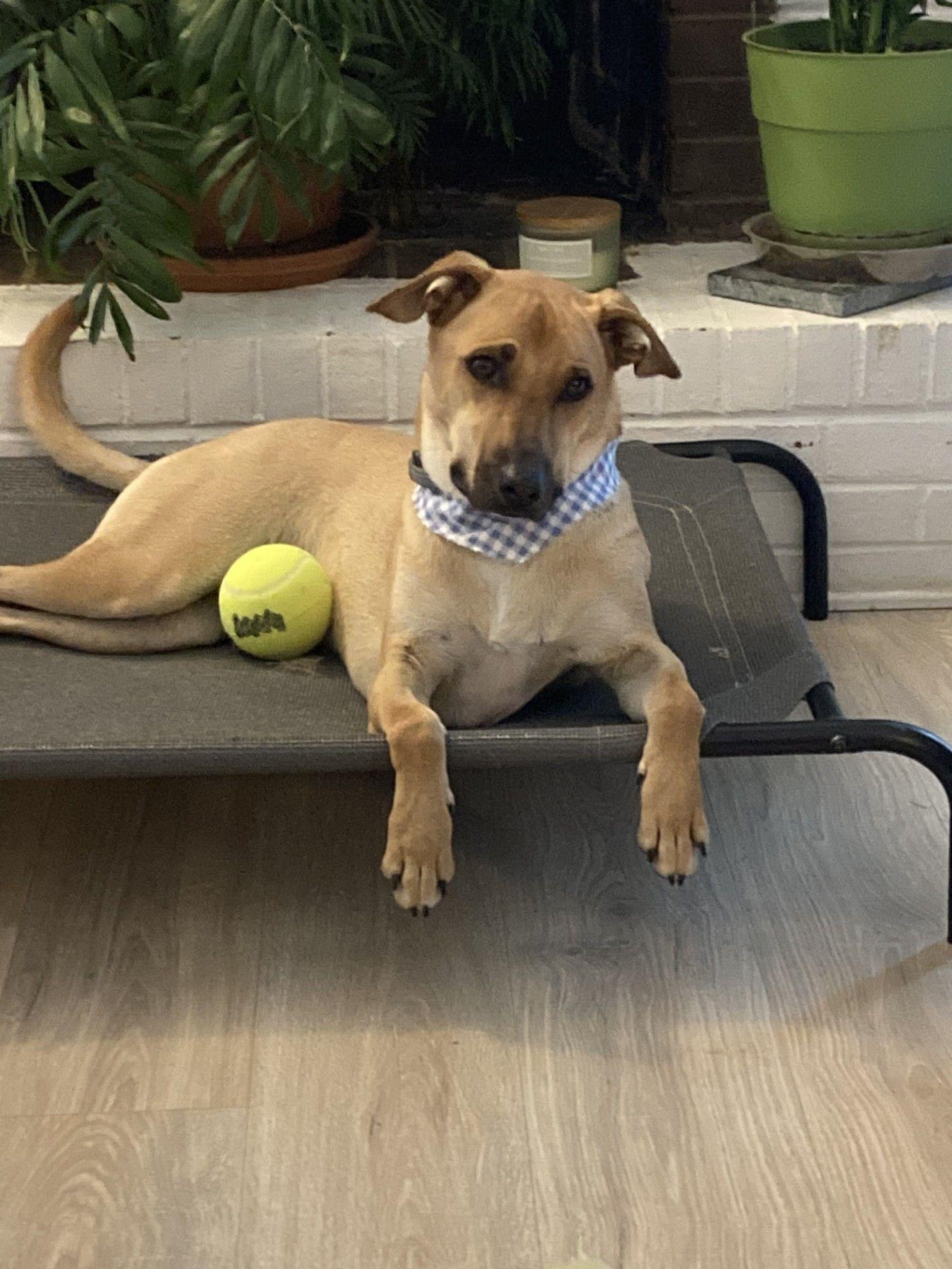 Enlarge ZCL-D-Chappy, a Adoptable mixed breed in Horn Lake, MS image 1/1