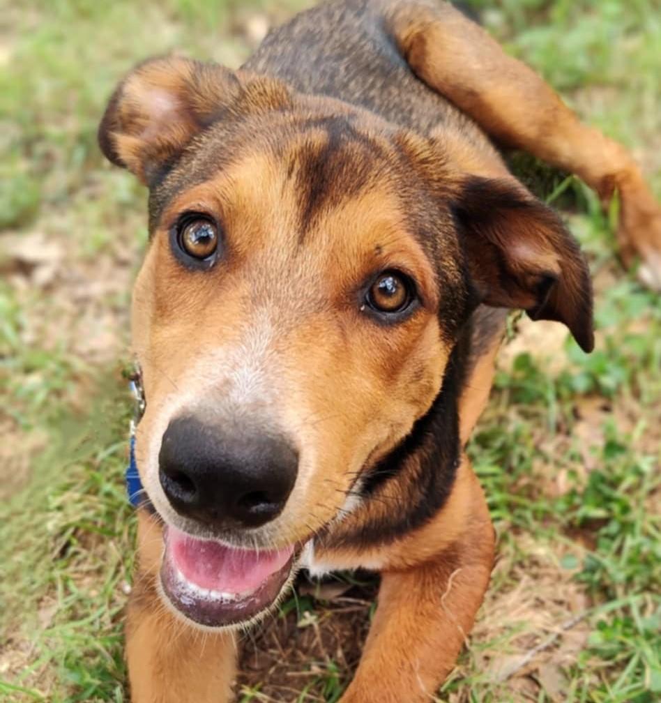 Destiny, an adoptable German Shepherd Dog, Beauceron in Boerne, TX, 78006 | Photo Image 1
