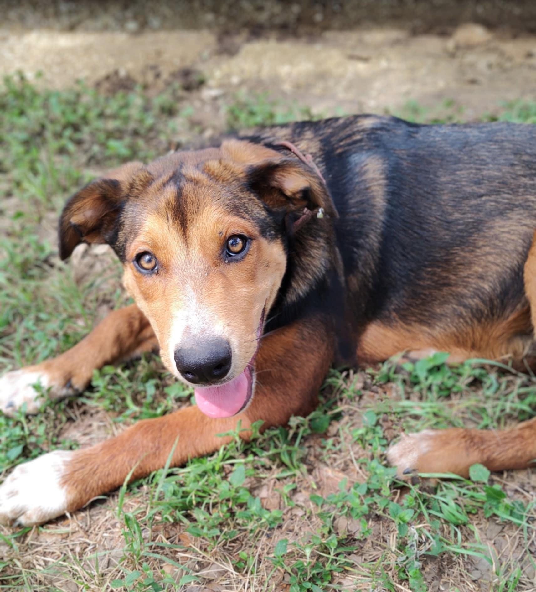 Destiny, an adoptable German Shepherd Dog, Beauceron in Boerne, TX, 78006 | Photo Image 5