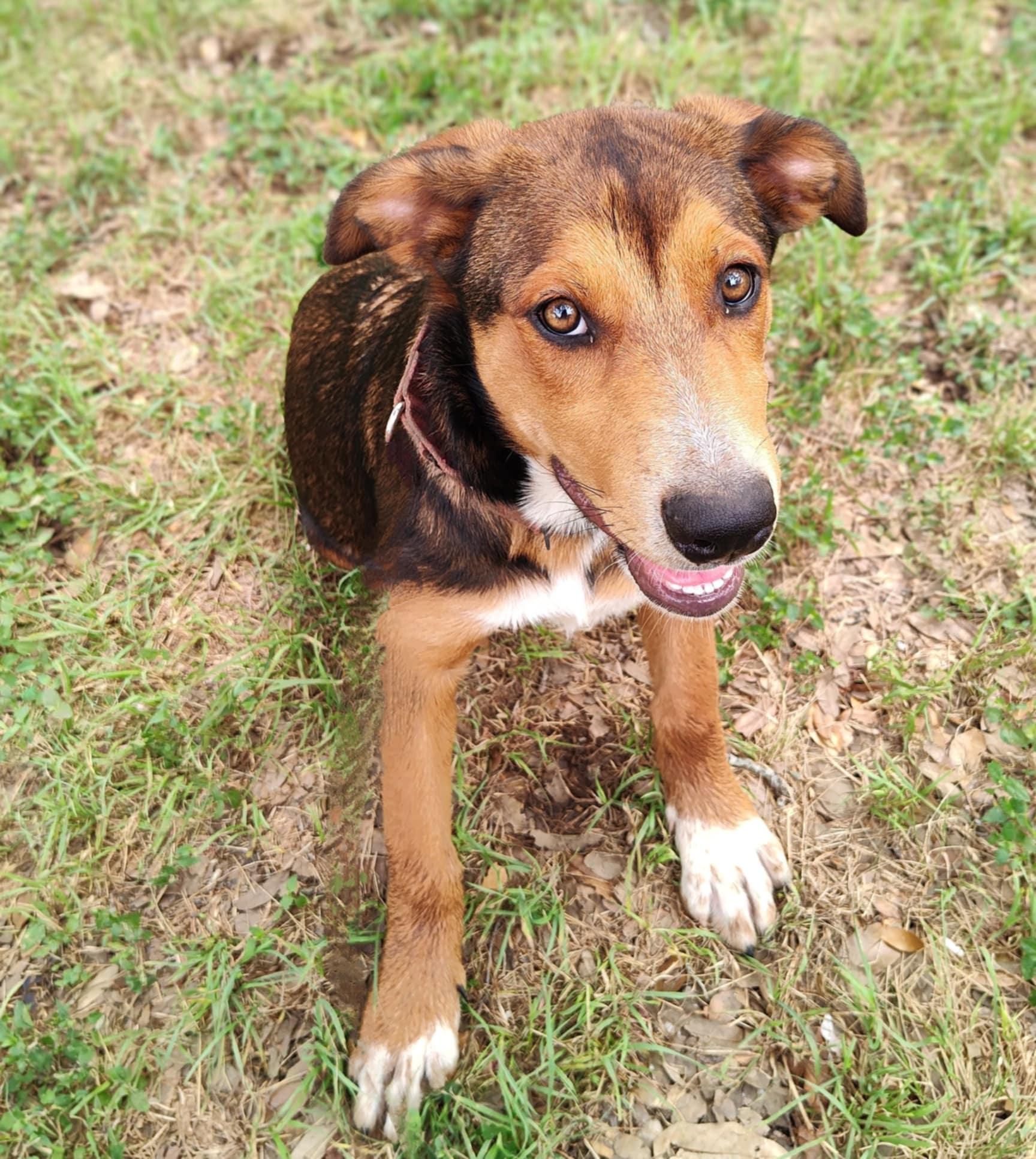 Destiny, an adoptable German Shepherd Dog, Beauceron in Boerne, TX, 78006 | Photo Image 6