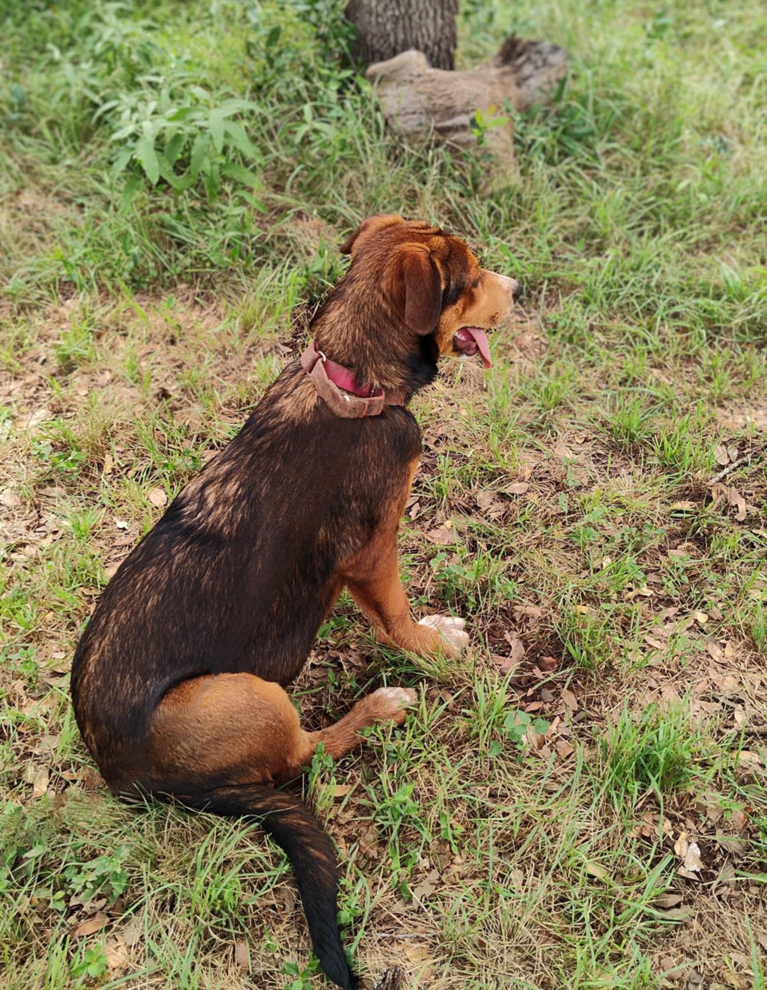 Destiny, an adoptable German Shepherd Dog, Beauceron in Boerne, TX, 78006 | Photo Image 4