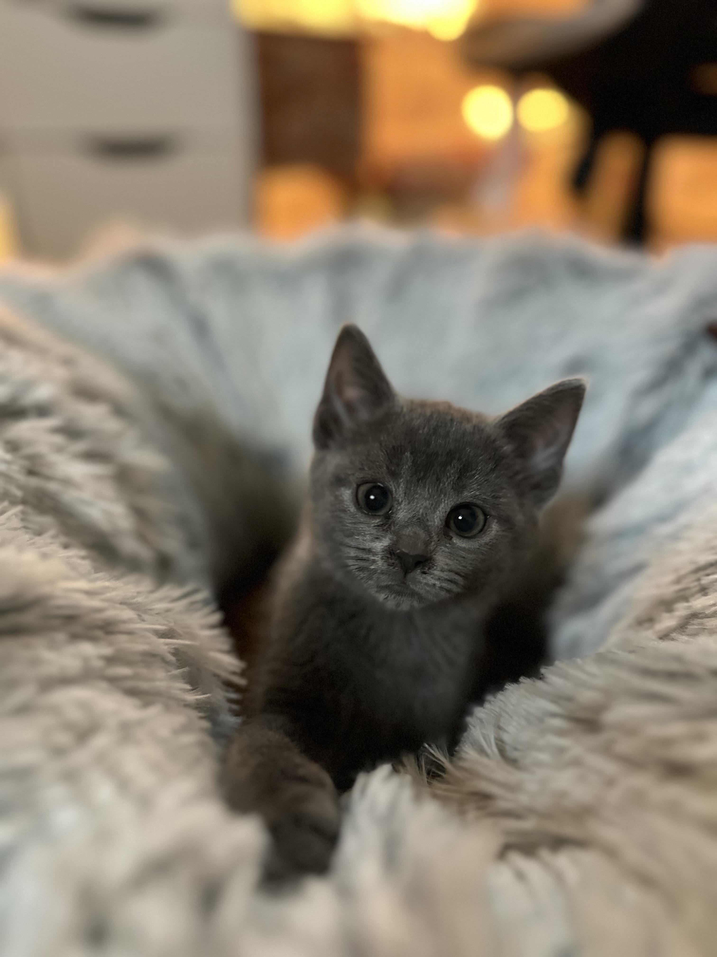 Xena, adopted, Kitten Female Domestic Short Hair.